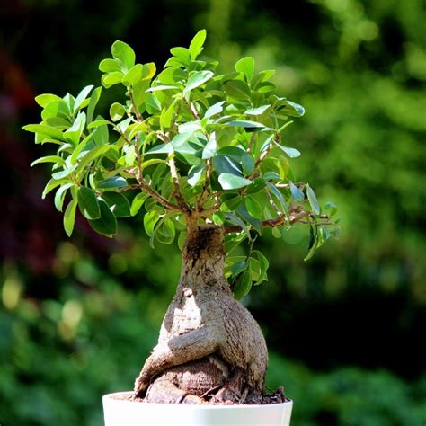 ficus microcarpa ginseng 中文